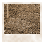 Kunstrasen-Sedimentfallen